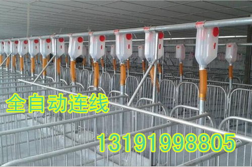大小型豬舍均可安裝自動(dòng)化下料線，提升養(yǎng)豬效率與經(jīng)濟(jì)效益